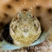 blenny_sailfin_lphr_gc_h_0260_cay4175.jpg